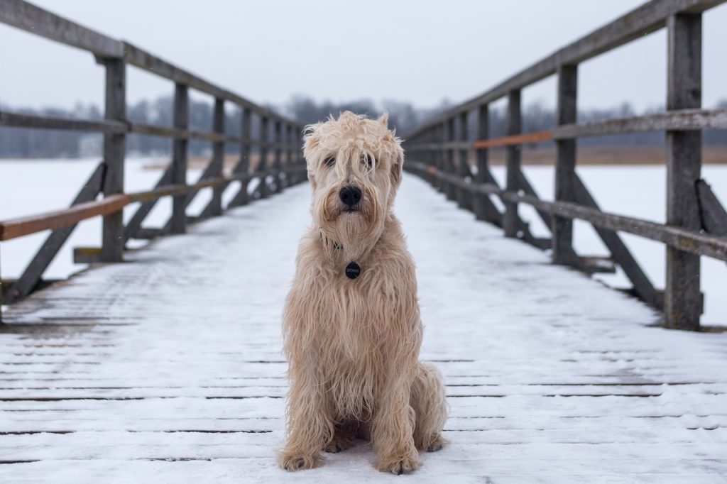 Does my dog need to be groomed in winter? 3